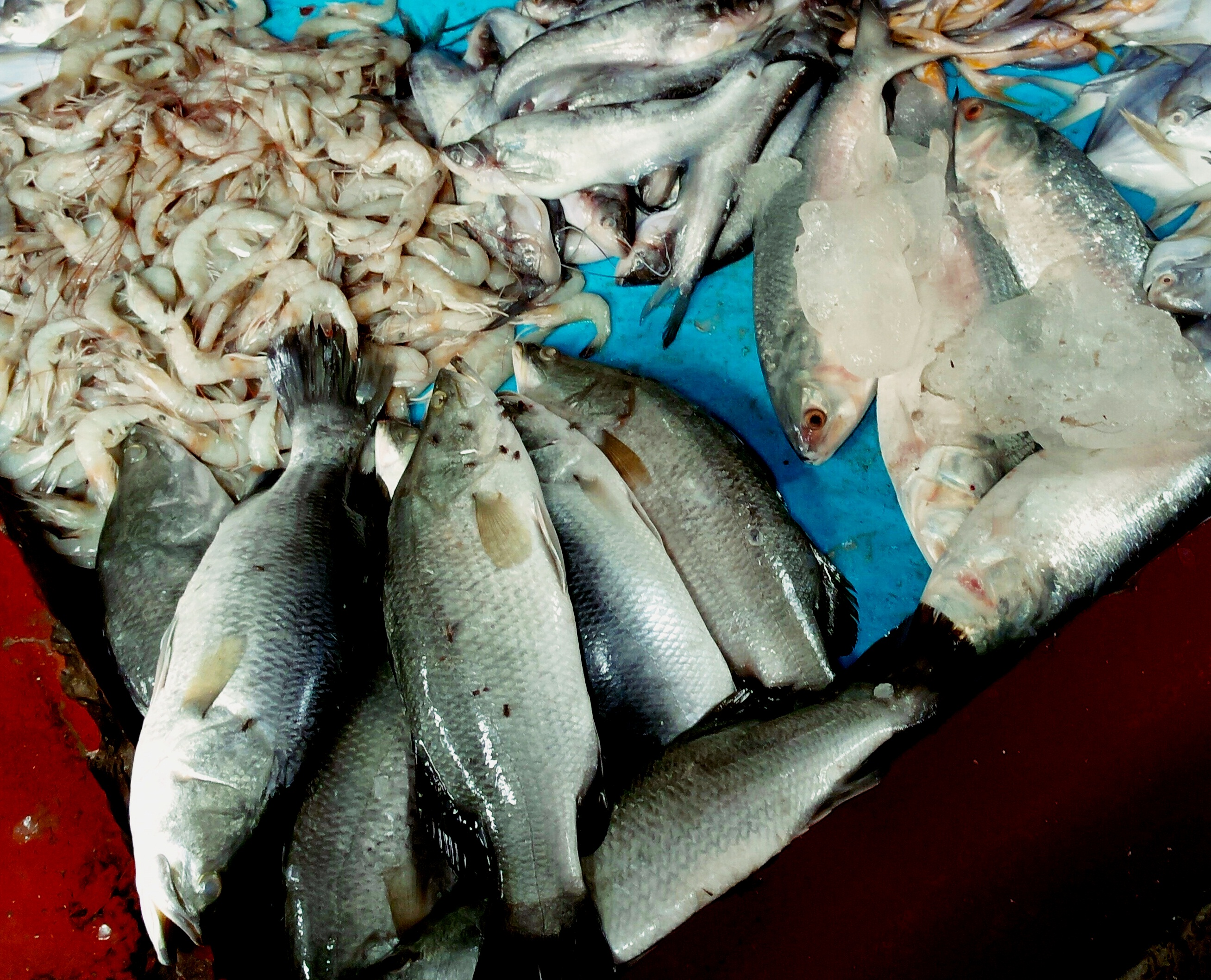 bengali bhetki fish recipes